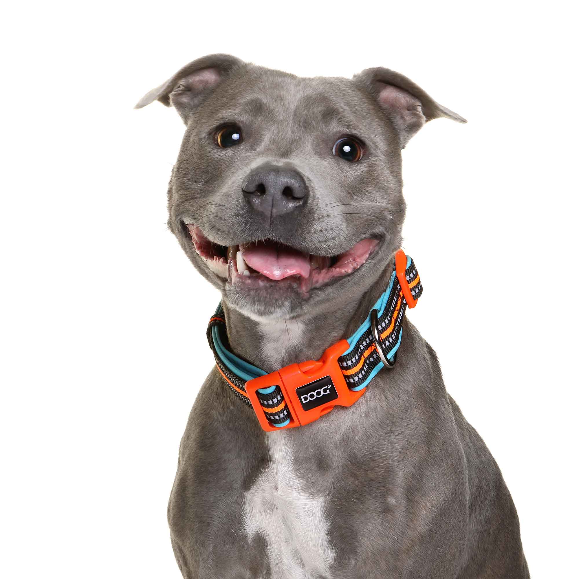 DOOG Neoprene Dog Collar Beethoven Neon Small Orange/Blue