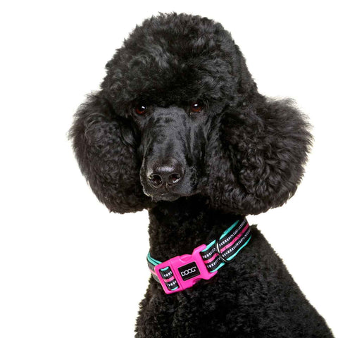 DOOG Neoprene Dog Collar Rin Tin Tin Neon Large Pink/Black/Teal