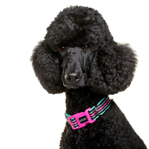 DOOG Neoprene Dog Collar Rin Tin Tin Neon Small Pink/Black/Teal