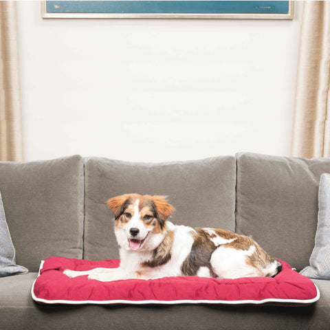 DGS Pet Products Pet Cotton Canvas Sleeper Cushion Large Berry 23" x 36" x 1"