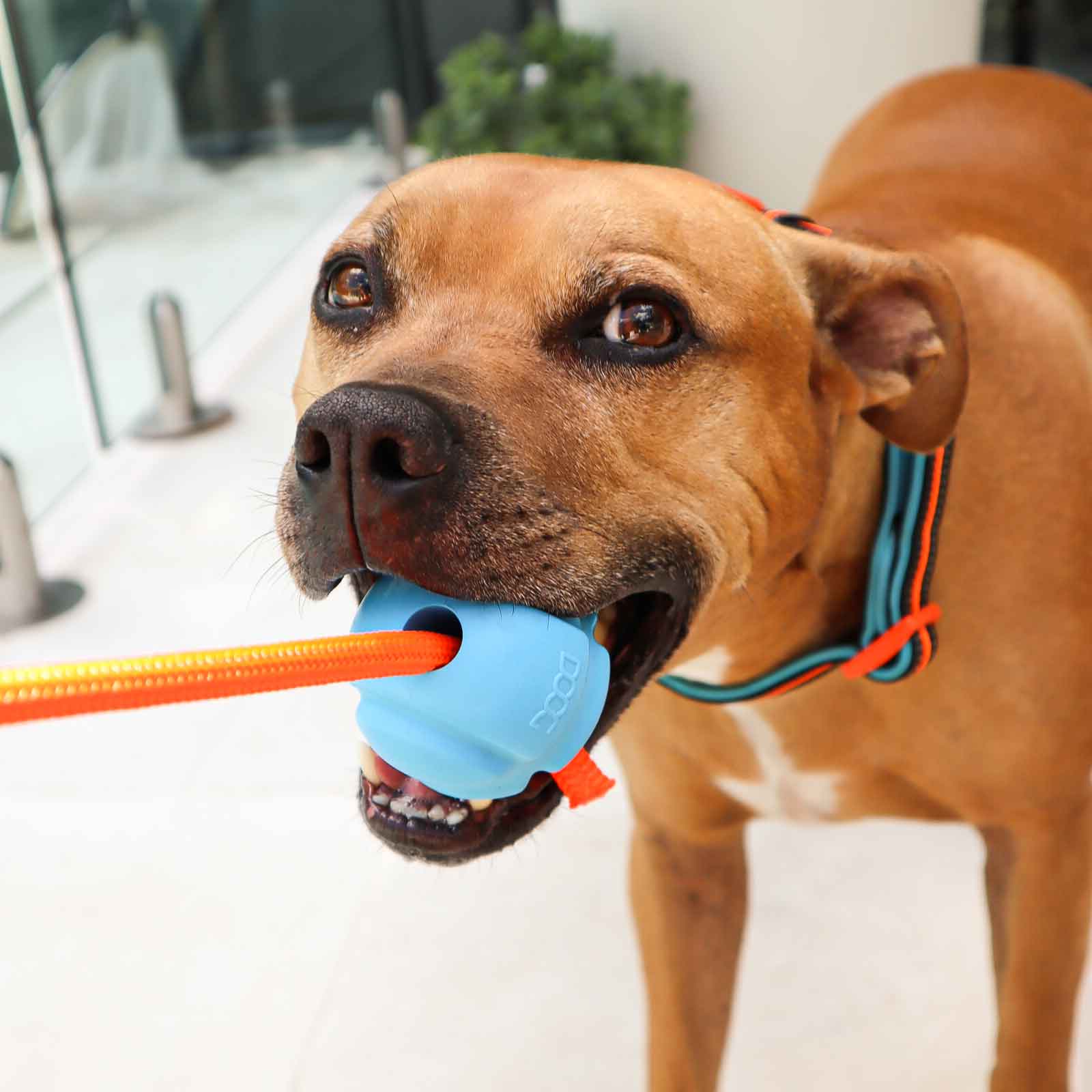 DOOG Fetch-ables Fetch-A-Tug Dog Toy Blue 12" x 2.75" x 2.75"