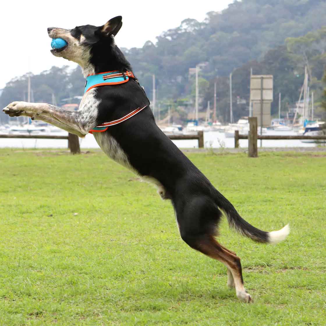 DOOG Fetch-ables Fetch-A-Ball Dog Toy Blue 2.75" x 2.75" x 2.75"