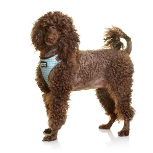DOOG Neoflex Dog Harness Benji Medium Blue/Grey