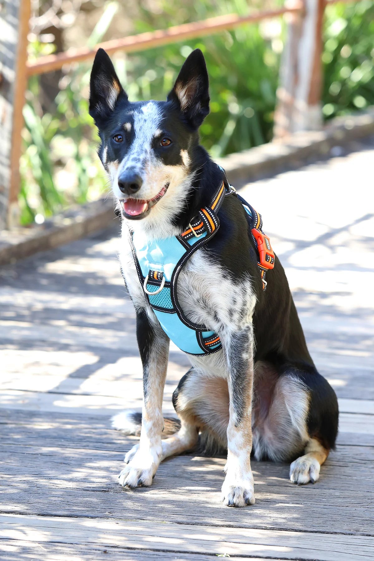 Doog Neotech Dog Harness Beethoven Large Blue/Orange/Black
