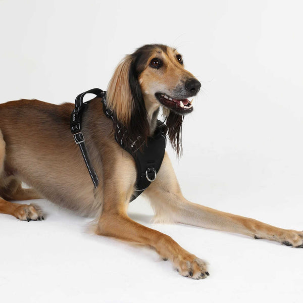 DOOG Neotech Dog Harness Extra Large Black