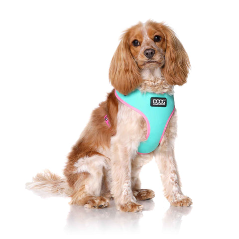 DOOG Neoflex Dog Harness Rin Tin Tin Neon Extra Small Teal/Pink